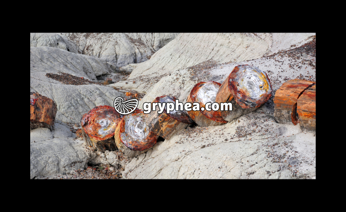 Petrified log (Petrified forest NP, Arizona, USA) - gryphea.com